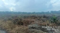 Hukum Diuji di Belilik: Ratusan Hektare Sawit Berdiri di Kawasan Lindung di Garap Oleh 10 Oknum Pengusaha.