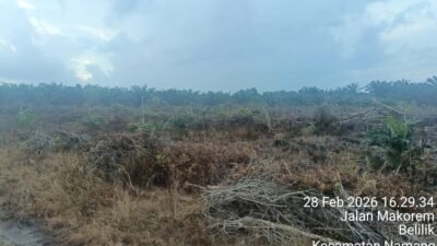 Hukum Diuji di Belilik: Ratusan Hektare Sawit Berdiri di Kawasan Lindung di Garap Oleh 10 Oknum Pengusaha.
