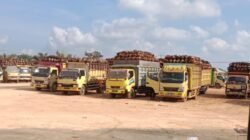 Sistem Antrean PKS PT Tama Buana Jaya Dipersoalkan, Masyarakat Soroti Dugaan Perlakuan Khusus dalam Penimbangan TBS